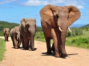 La marche d'un troupeau d'éléphants Africains