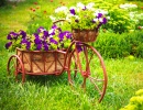 Vieux vélo et panier de fleurs