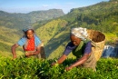 Cueilleurs de Thé dans une plantation, Sri Lanka