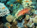 Récif de Shelenyat, Mer rouge, Egypte