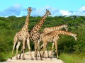 Surcharge de Girafes