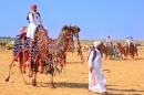 Course de chameaux, Jaisalmer, Inde