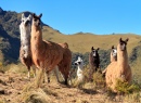 Lamas au volcan Pasochoa, Equateur