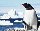 Une maman pingouin et son bébé
