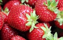 Des fraises fraîches