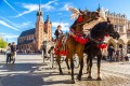 Attelage de chevaux à Cracovie, Pologne