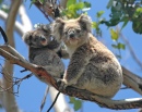 Koalas sauvages à Victoria, Australie