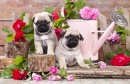Des chiots et des roses