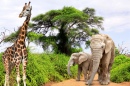 Girafe et éléphants en Afrique du Sud