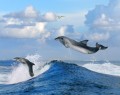 Joyeux dauphins