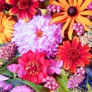 Fleurs d'été colorées