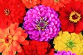 Fleurs Zinnia