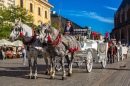 Attelage de chevaux à Cracovie