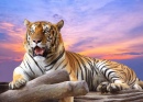 Tigre au coucher de soleil