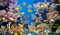 Aquarium coloré