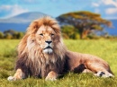Grand Lion dans les plaines de Savannah