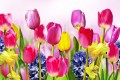 Tulipes, Jonquilles et Jacinthes
