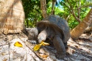 Tortue géante aux Seychelles