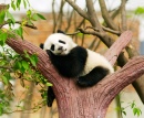 Bébé Panda géant