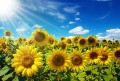 Champ de tournesols