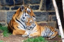Petit bébé tigre de 5 mois avec sa mère