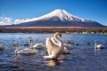 Cygne blanc sur le lac Yamanaka, Japon
