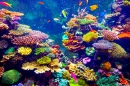 Récif de coraux et poissons tropicaux