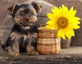 Jeune Yorkshire Terrier