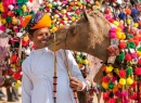 Chameau et son chamelier, Pushkar, Inde