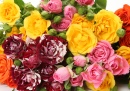 Bouquet de Roses