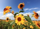Tournesols