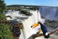Chutes Iguazu et un Toucan géant
