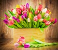 Tulipes dans une boîte