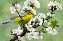 Oiseau jaune et cerisier en fleur