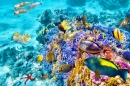 Magnifique monde sous-marin