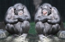 Deux Chimpanzés s'amusent