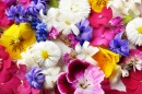 Fleurs de printemps colorées