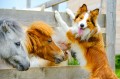 Poneys et Border Collie