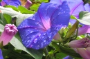 Fleur de Morning Glory