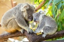 Koalas dans les arbres