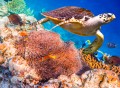 Tortue imbriquée au-dessus d'un récif de corail