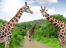 Girafes au parc de Kruger, Afrique du Sud