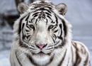 Face à face avec un tigre blanc du Bengal