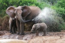 Mère et bébé éléphant Africain