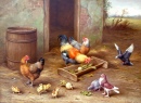 Poulets et pigeons