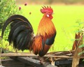 Coq majestueux