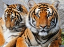 Portrait de tigres