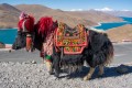 Yak à Lhasa, Tibet