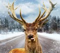 Cerf sur une route de campagne en hiver