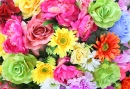 Fleurs de couleur vive
